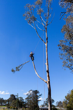 arborist in safety harness and helmet ppe using chainsaw to cut down gumtree branch