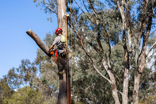 arborist in safety harness and helmet ppe using chainsaw to cut down gumtree branch