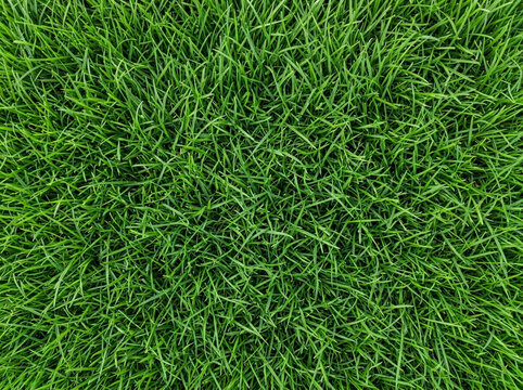A vibrant expanse of lush emerald turf sprawls endlessly across the sunlit ground, creating a dense and lively carpet of verdant vegetation that thrives harmoniously within the fertile earth