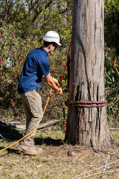 trade apprentice using portawrap and rope to lower branches during tree lopping job