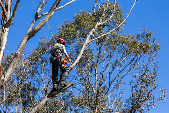 arborist tree surgeon amongst gumtree branches with chainsaw working on job in rural Australia