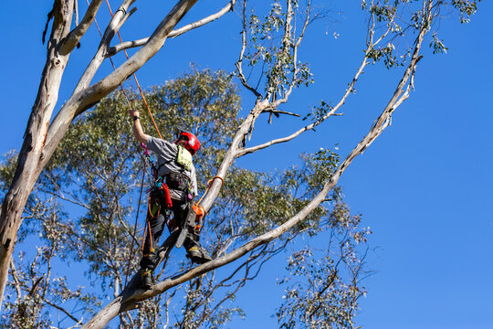 arborist tree surgeon amongst gumtree branches with chainsaw working on job in rural Australia