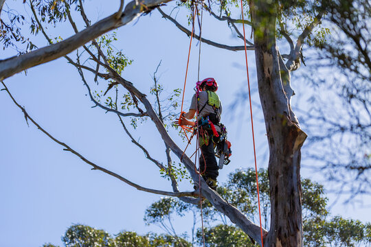 arborist tree surgeon amongst gumtree branches with chainsaw working on job in rural Australia