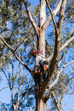 man in gum tree working as arborist with chainsaw and ppe safety gear in Australia