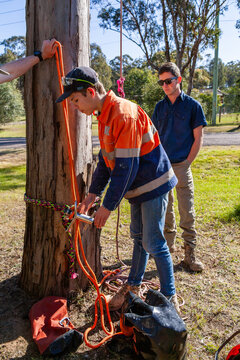 arborist teaching apprentices how to use Portawrap tool to safely lower branches