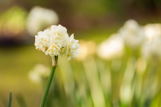 Narcissus tazetta Bunch-flowered daffodil flowering in early spring up close