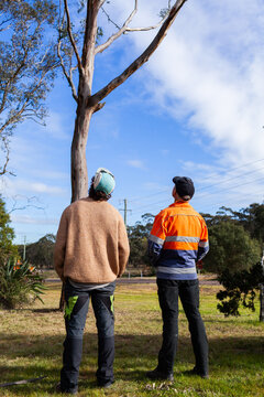two men looking up a tree planning how to safely cut it down