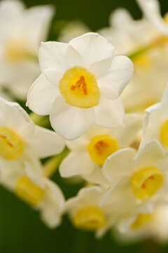 Narcissus tazetta Bunch-flowered daffodil flowering in early spring up close