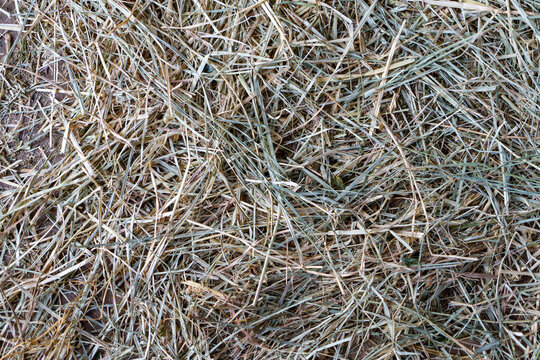 Close-up texture of dry grassy hay