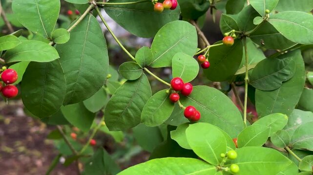 Indian snakeroot plant with vibrant red and green berries growing in garden setting.