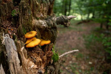 Mushroom at a tree stump © Jens
