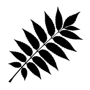 Black Leaf Botanical Vector Design
