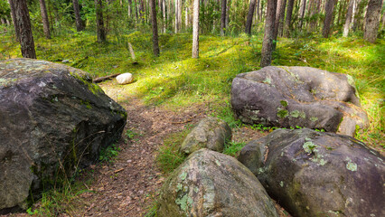 Large Boulders Resting in Pine Forest © vytautas