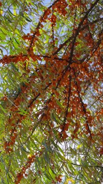 Low-angle canopy of sea buckthorn with ripe orange berry clusters backlit by sunlight