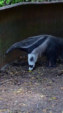 Anteater scratching itself at the zoo