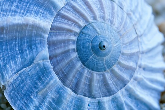 Close-up of a blue seashell spiral