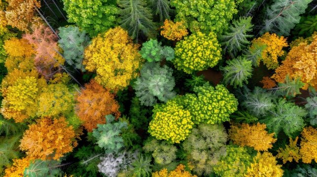 Aerial View of Vibrant Autumn Forest with Vivid Green and Orange Foliage in Nature's Colorful Landscape