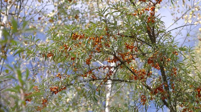 Sea buckthorn branches with dense orange berries swaying gently under autumn sky