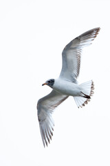 Obraz premium second calendar year or immature mediterranean gull (ichthyaetus melanocephalus) in flight from below, found in Lower Saxony in Germany