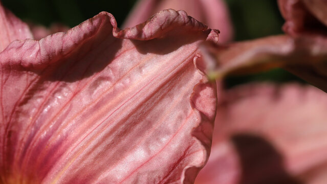 A closeup of a pink flower petal showing soft texture, delicate edges, and subtle color gradients. Ideal for nature, floral, or macro imagery highlighting beauty and detail.