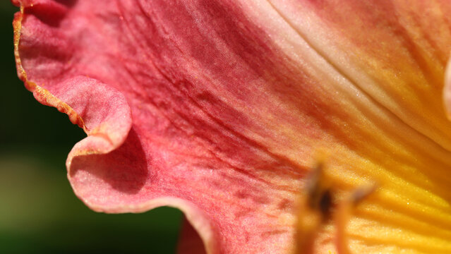 A vivid macro closeup of a pink-yellow flower petal showing delicate texture, color gradient, and natural glow.