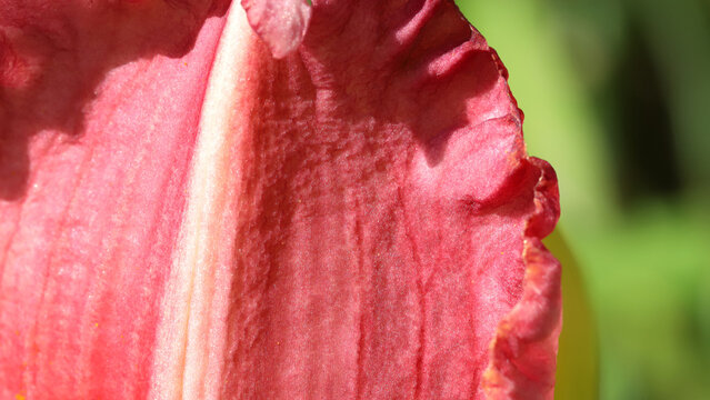 A macro close-up of a pink flower petal, showcasing soft texture, warm sunlight, and rich color. Vibrant, natural beauty suitable for nature, beauty, or floral themes.