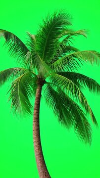 Isolated tropical palm tree with lush green fronds swaying gently in a soft breeze against a solid chroma key green screen background