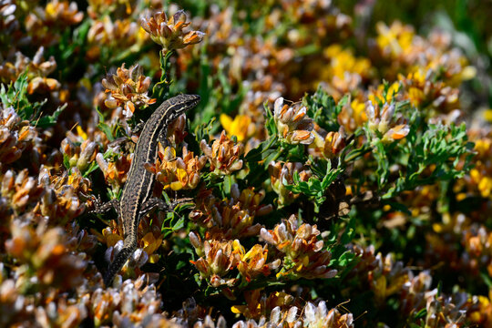 Katalonische Mauereidechse - Weibchen in Dreizahnigem Ginster (Genista tridentata) // Columbretes wall lizard, Catalan wall lizard - female (Podarcis liolepis liolepis) - Embalse del Ebro, Spanien