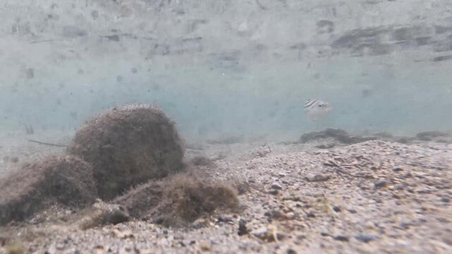 Underwater scene of tropical fish on Coral Coast in Fiji with Sand goby polewig and Crescent Grunter in shallow low tide water