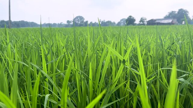 Vibrant green paddy field swaying gently in the wind under a hazy sky in rural countryside.