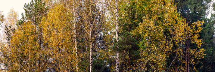 A beautiful mixed autumn forest with vibrant golden foliage on the birch trees and green conifers. The season of golden autumn. Panorama. © Svetlana