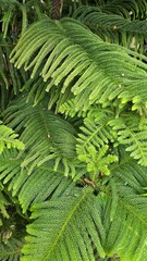 Lush green fern foliage with vibrant texture for nature-themed designs © Arman Design