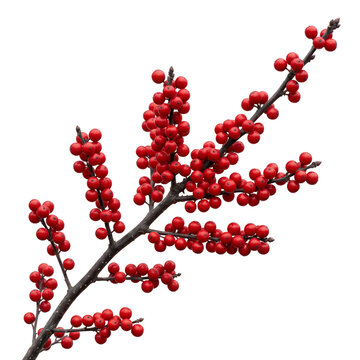 Bright scarlet winterberry clusters create a strong seasonal winter botanical silhouette.