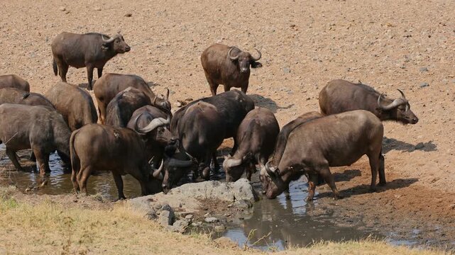 African of Cape buffaloes (Syncerus caffer) drinking at a waterhole, Kruger National Park, South Africa