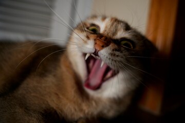 portrait of a cat yawning  © Ahmed J.R