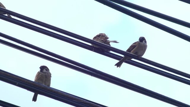 Flock of sparrows perched on tangled electrical wires against bright blue sky, urban wildlife birds resting on power lines