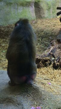 rear view of a seated mandrill