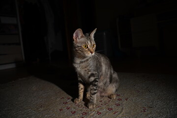 cat © Ahmed J.R