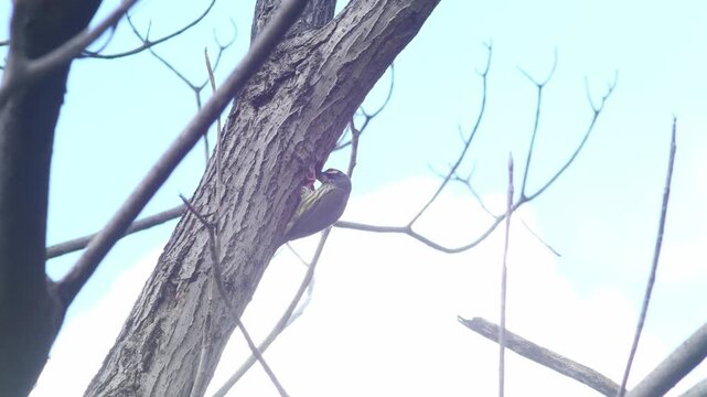 Coppersmith barbet bird perched at nest hole on dead tree trunk among tangled bare branches