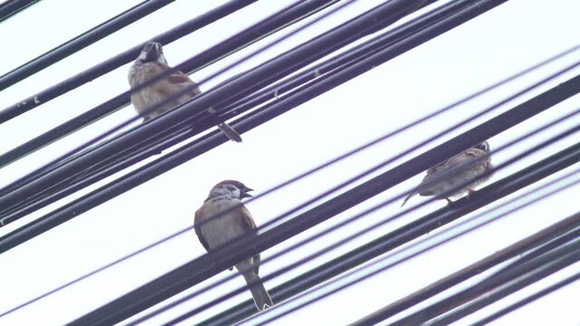 Flock of sparrows perched on tangled electrical wires against bright blue sky, urban wildlife birds resting on power lines