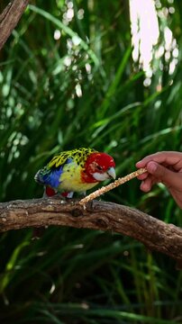 Rosella bird eating canary seed