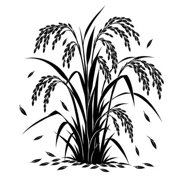 Rice Plant with Grain Panicles Silhouette Isolated on White Background