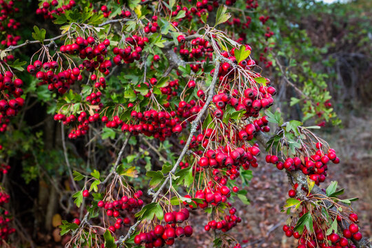 Ripe hawthorn berries on the bush