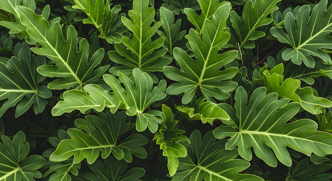 Lush green philodendron leaves creating a beautiful natural foliage pattern