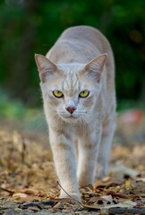 Adorable Cat Walking To Me. © Phannasit
