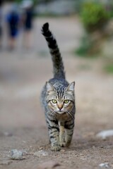 Adorable Tabby Cat Walking To Me. © Phannasit