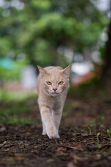 cat in the garden © Phannasit