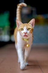 Adorable Cat Walking To Me. © Phannasit