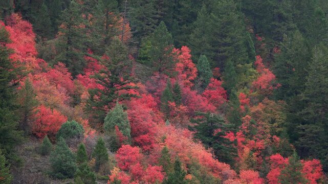 Tilt up of the fall colors in the Idaho wilderness on the first day of autumn.