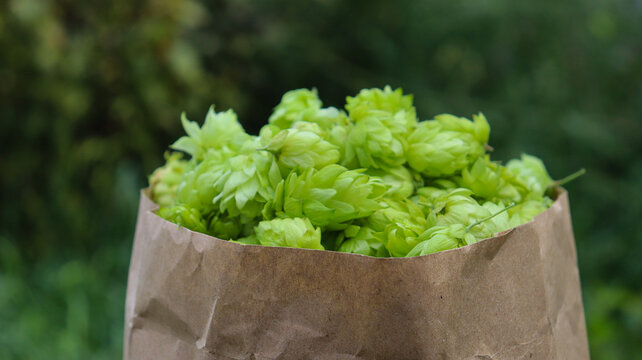 Fresh hop cones in a brown paper bag ready for brewing in a garden